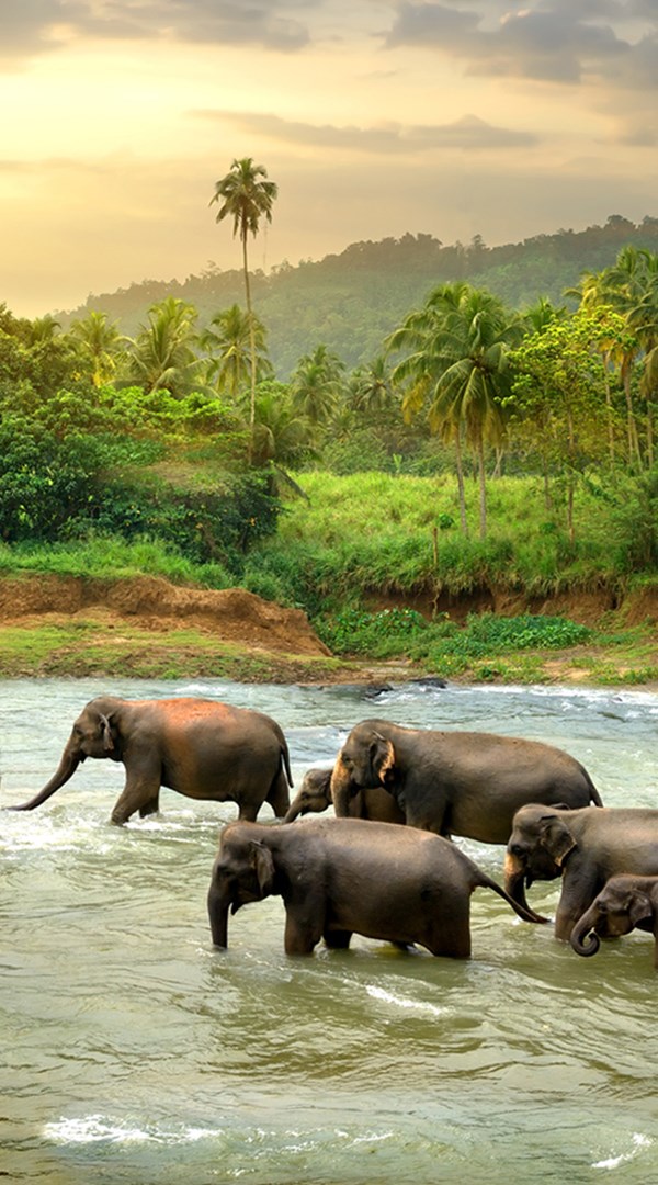 Sri Lanka Elephant