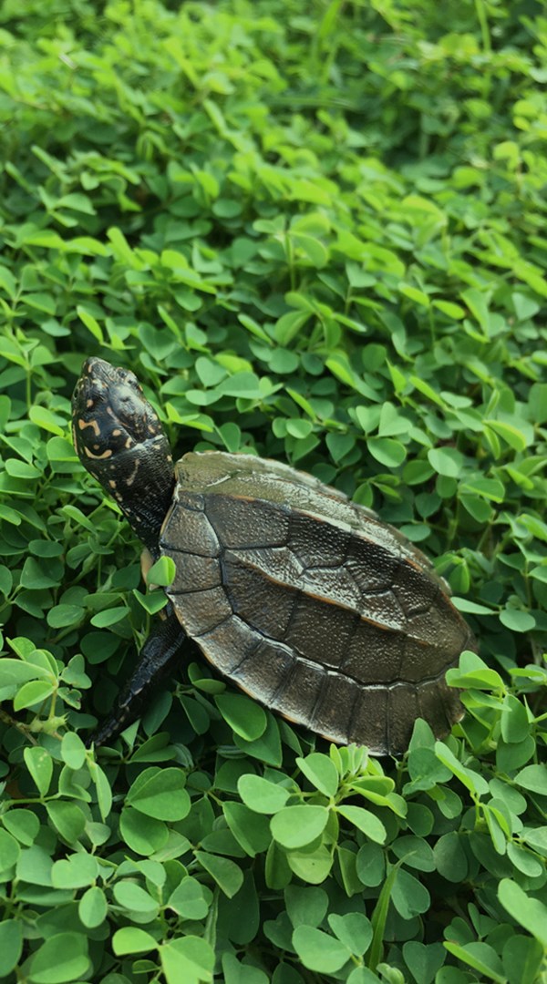 Sri lanka nature